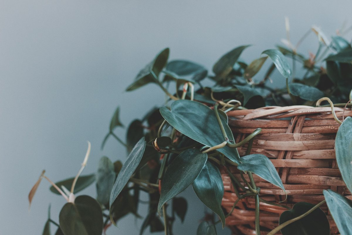 Trailing pothos leaves spilling out of a woven basket against a pale blue wall