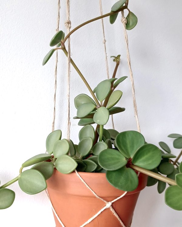 Small leaved trailing peperomia in a hanging terracotta pot