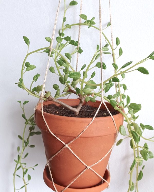 Peperomia with thick round leaves in a hanging clay pot