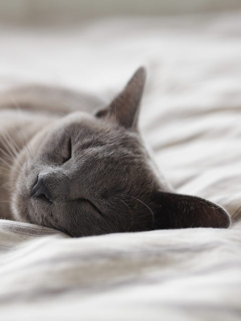 A grey cat sleeping on soft white bedding