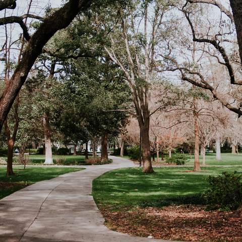 A paved path curving through a green park under old oak trees