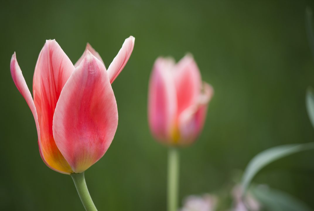 Two pink and coral tulips opening against a soft green garden