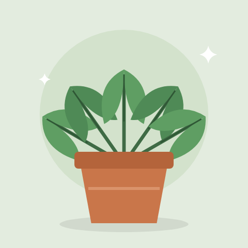 Leafy green plant in a terracotta pot