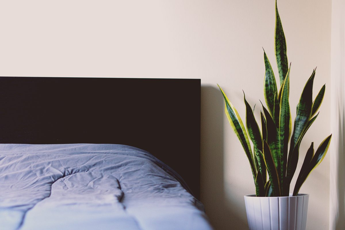 Tall snake plant in a white pot beside a bed with a soft blue duvet