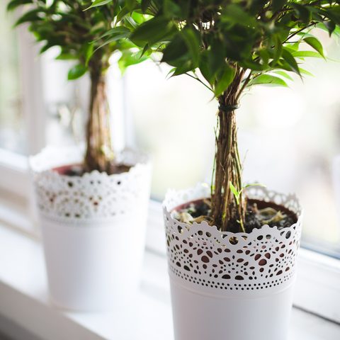 Two small potted trees in white lace pots on a bright windowsill