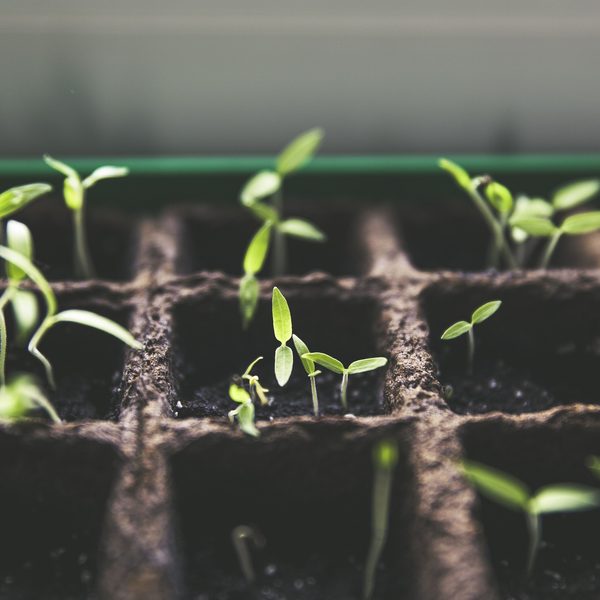 Young green seedlings growing in a dark seed tray