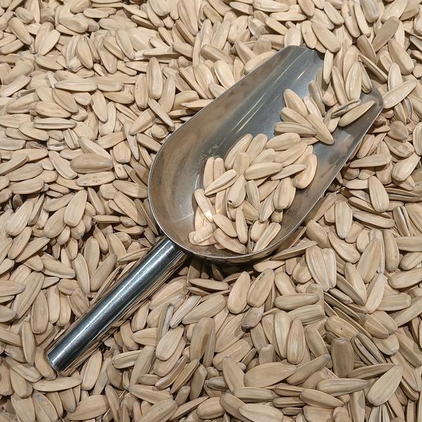 Metal scoop resting in a pile of pale striped seeds