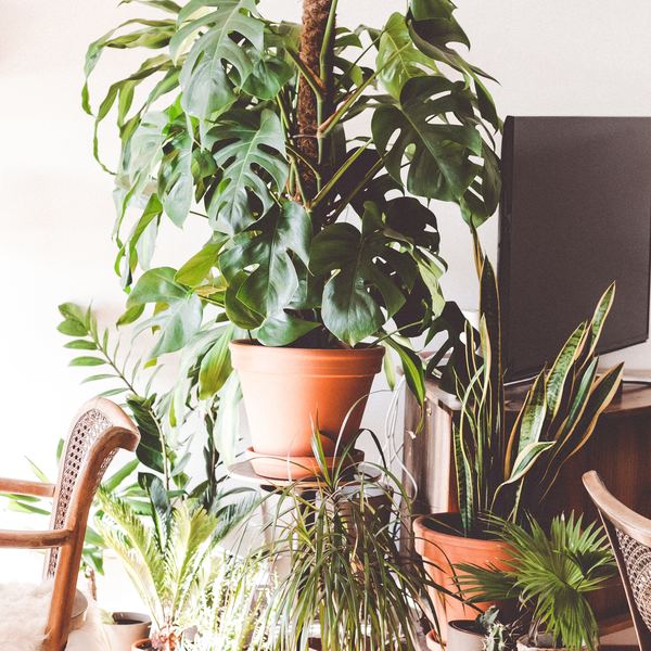 Potted monstera and ferns grouped in a bright corner