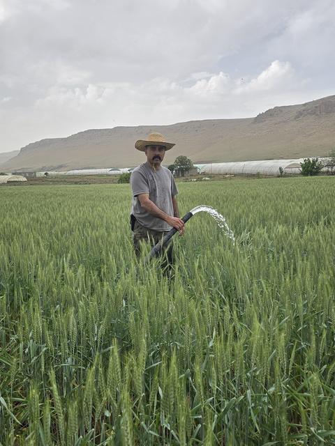 A farmer in a straw hat watering a green wheat field