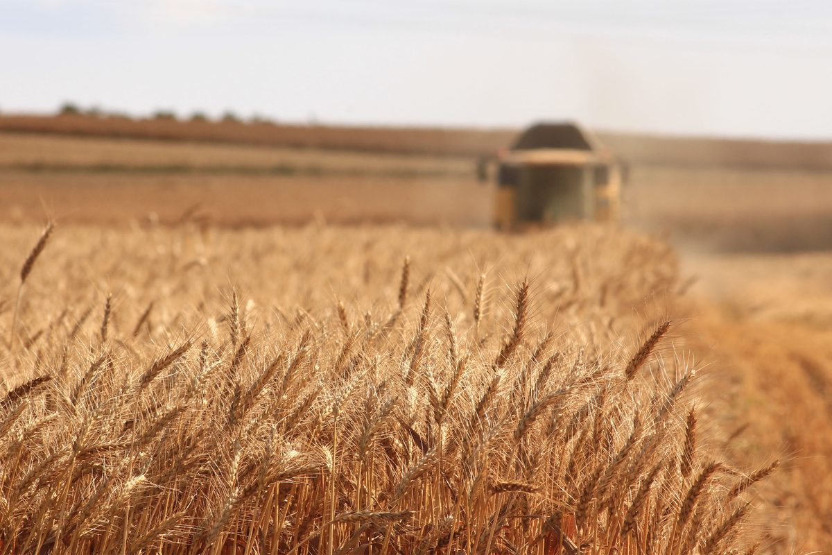 A combine harvester working through a golden wheat field