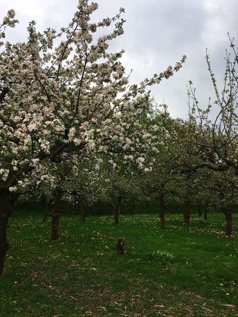 Rows of apple trees in full white blossom