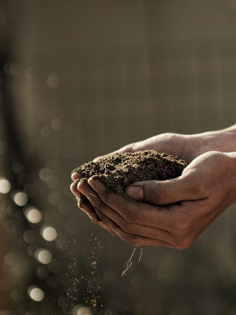 Two cupped hands holding dark crumbly soil