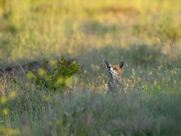 A red fox peeking out of tall summer grass in a meadow