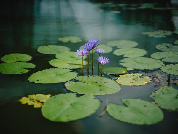 Purple water lilies among round green pads on a dark still pond
