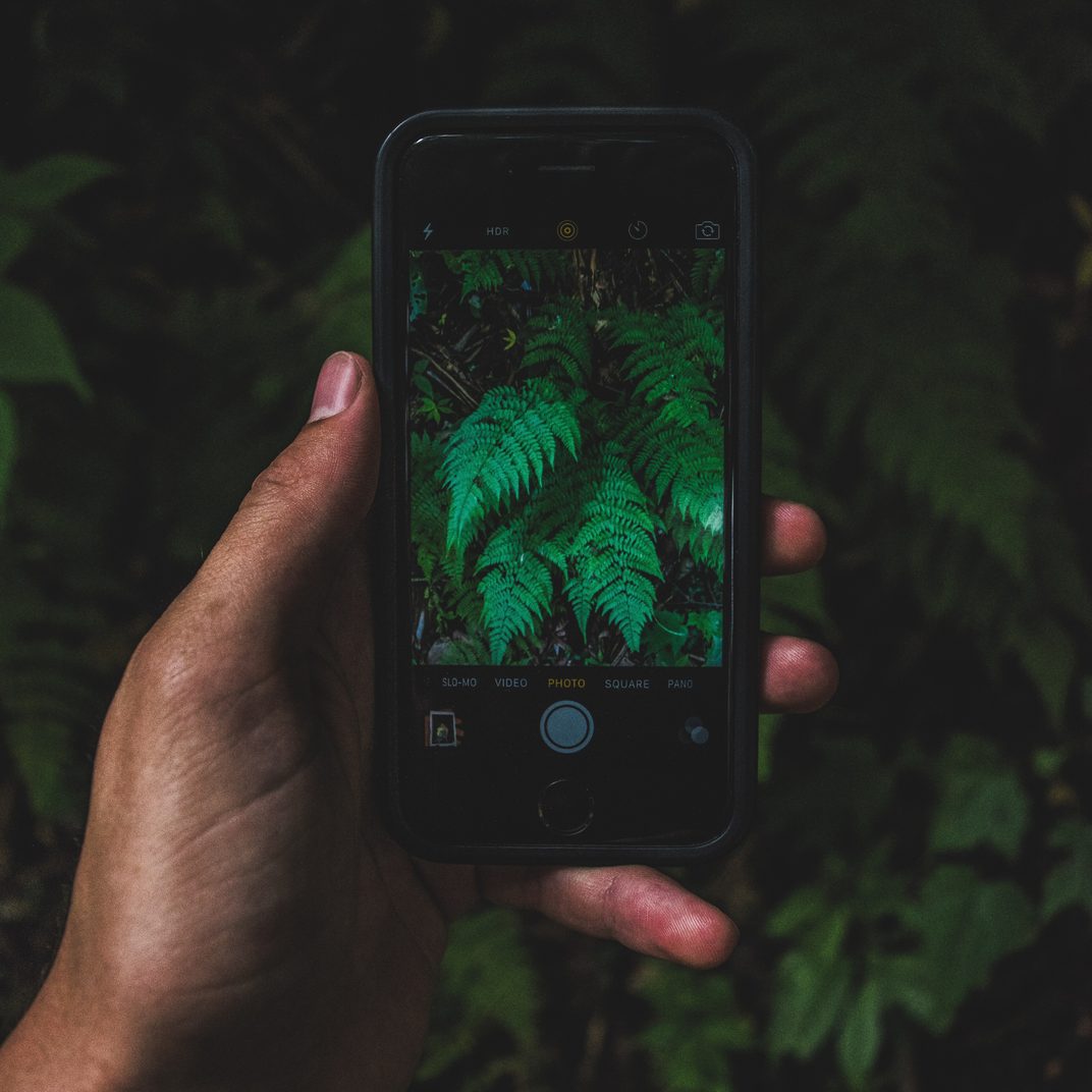 Hand holding a smartphone that frames green fern leaves in its camera