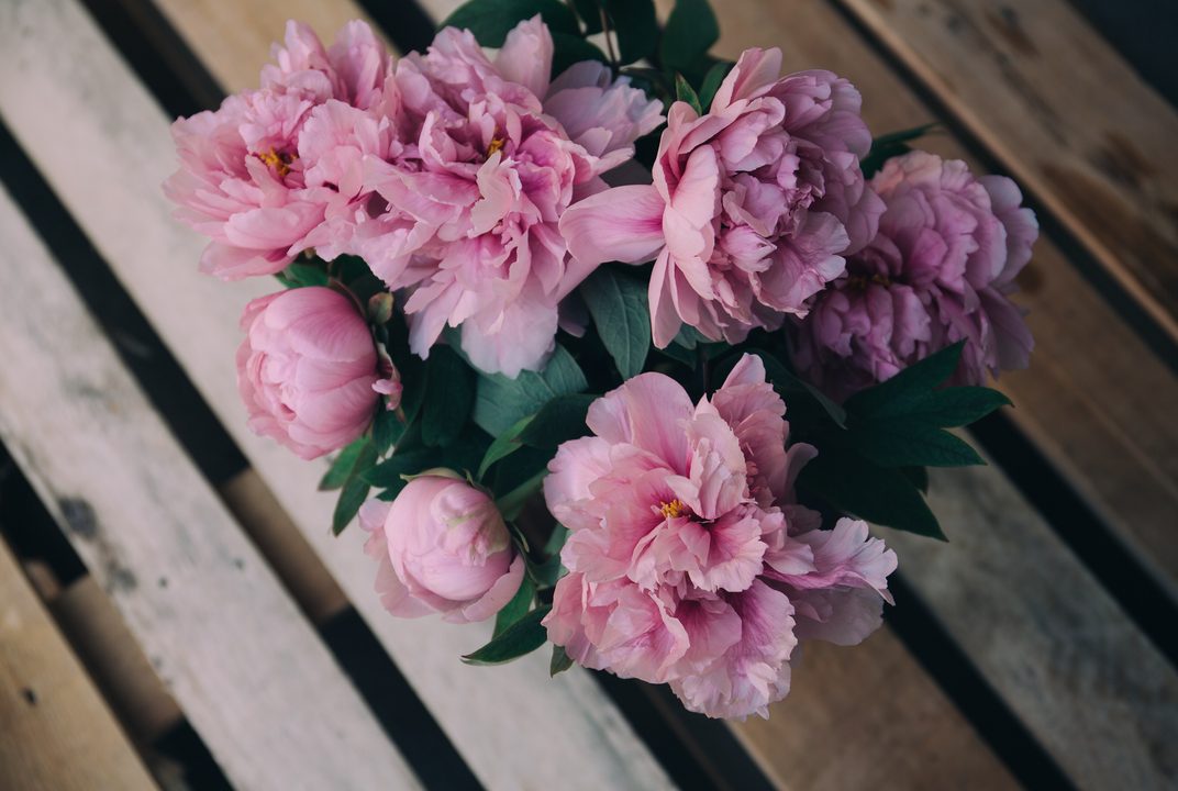 A full bunch of pink peonies on weathered wooden planks