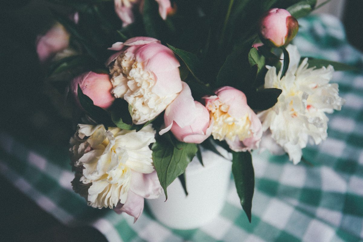 Pink and white peonies in a white pot on a green checked tablecloth