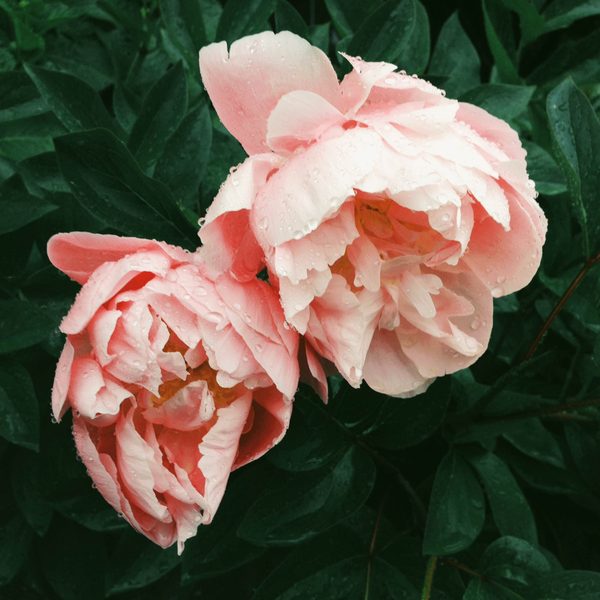 Two soft peach peonies among dark green leaves