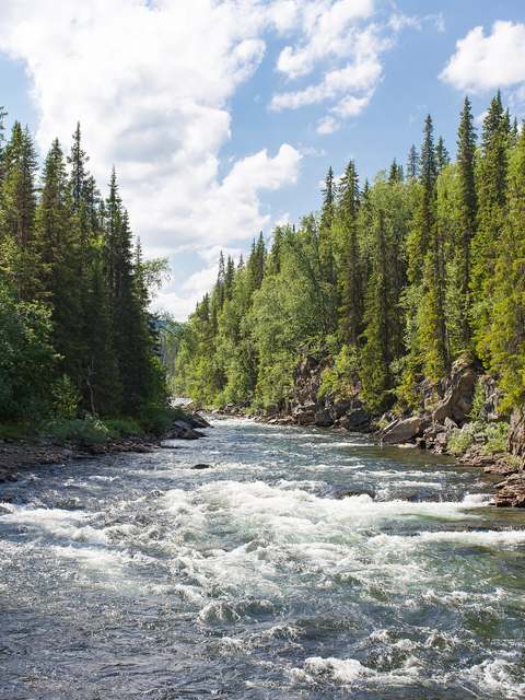 A frothy stream running between tall pine trees and rocky banks
