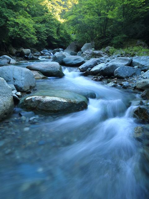 Clear water tumbling over smooth grey stones in a green forest