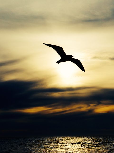 A gull flying in silhouette across a golden sunrise over the sea
