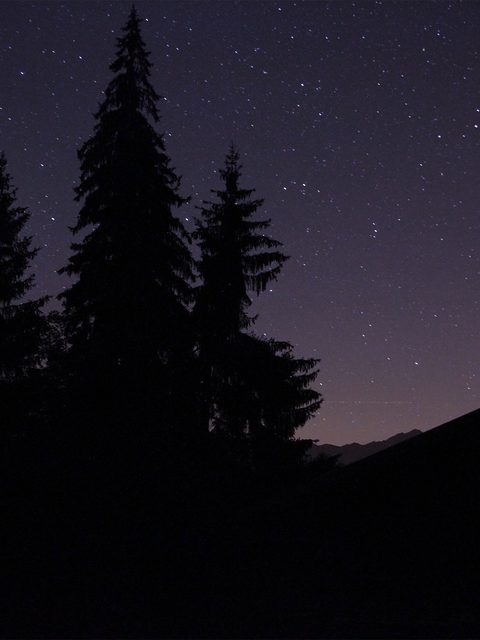 Dark pine trees and a roof line under a starry night sky