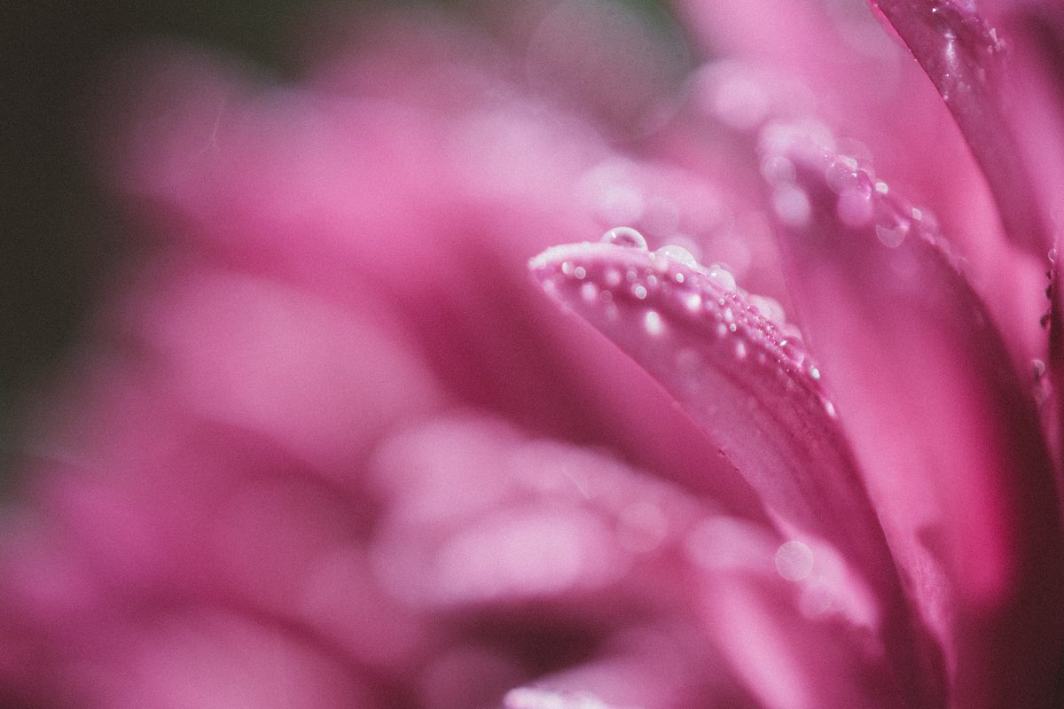 Pink flower petals covered in small drops of dew, close up
