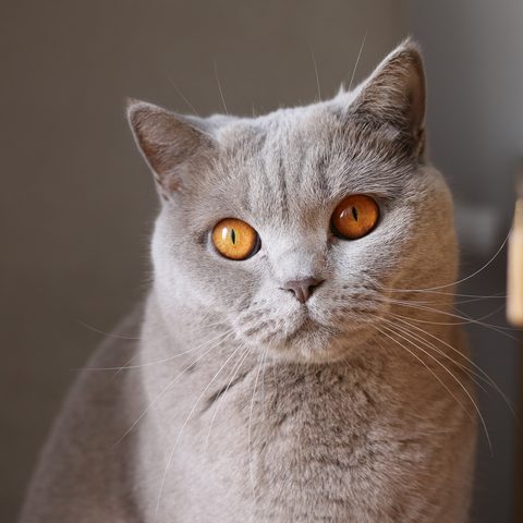 Grey short haired cat with orange eyes