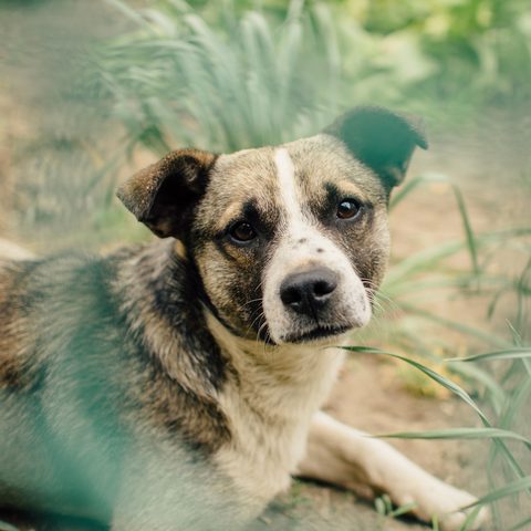 Brown and white dog lying in tall grass