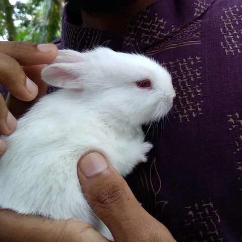 White rabbit with pink ears held in a pair of hands