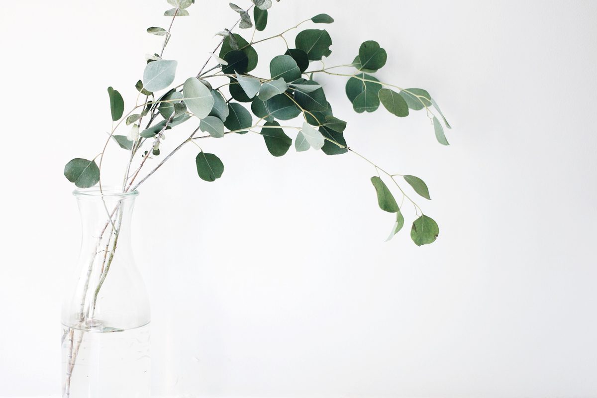Eucalyptus stems in a clear glass bottle against a white wall