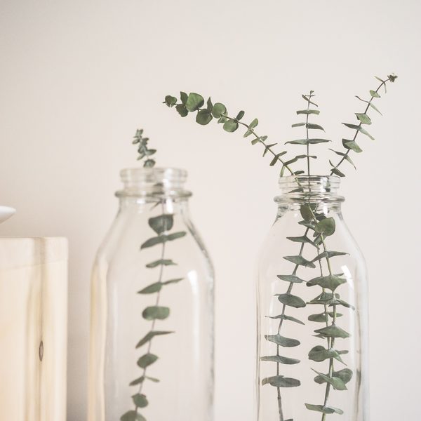 Two clear glass bottles holding green eucalyptus stems