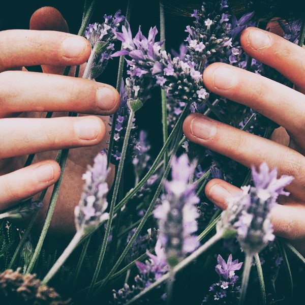 Two hands gently holding sprigs of purple lavender