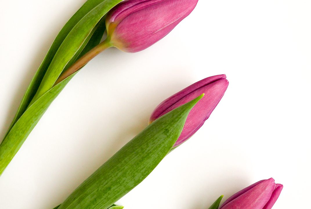 Three pink tulips with long green stems on a white table