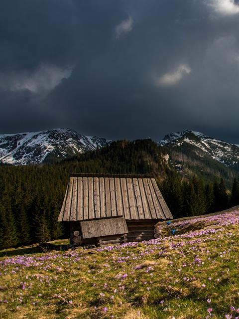 A wooden hut in a meadow of purple crocus below snowy peaks