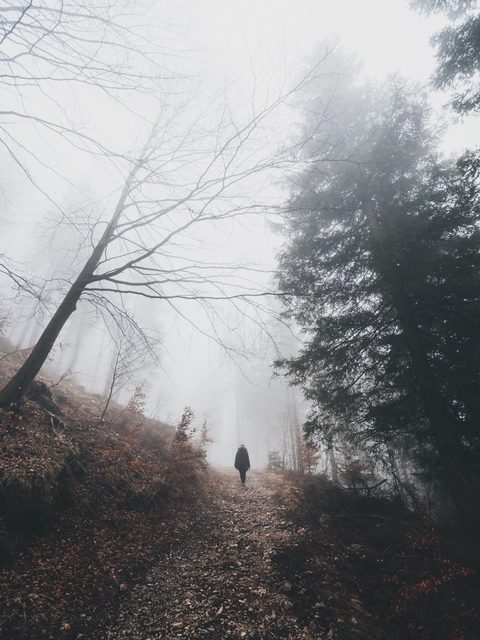 A lone walker on a forest path filled with morning fog