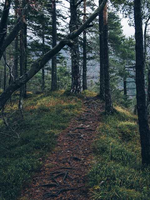 A narrow dirt path over tree roots through a green pine forest