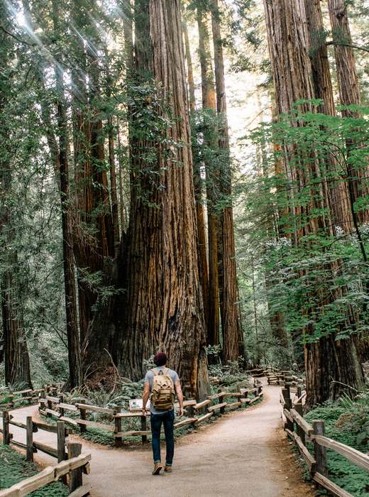 Walking path through a forest of giant redwood trees