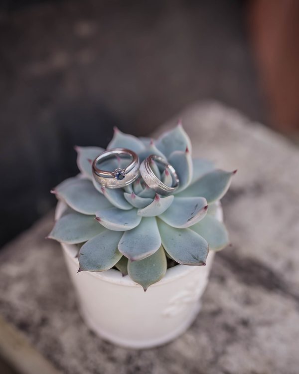 Two silver wedding bands resting on a pale green succulent