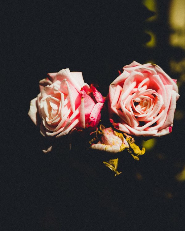 Two soft pink garden roses against a dark background