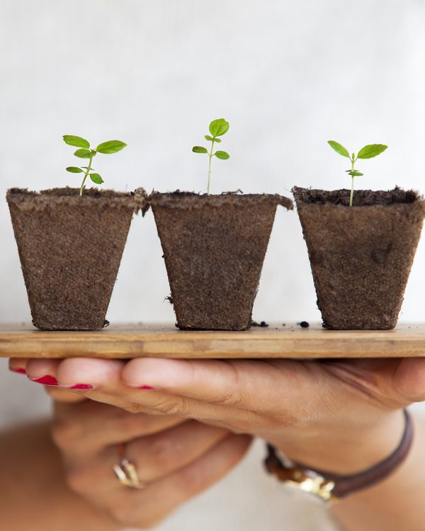 Hands holding three seedlings in peat pots on a wooden tray