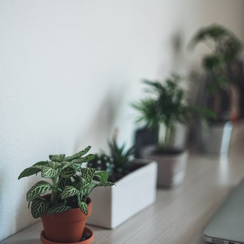 Potted plants in a row on a bright white desk
