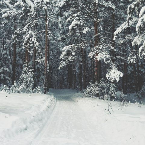 Path through a quiet forest covered in fresh snow