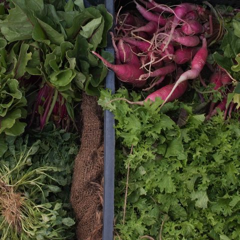Market crates of radishes and fresh green herbs seen from above